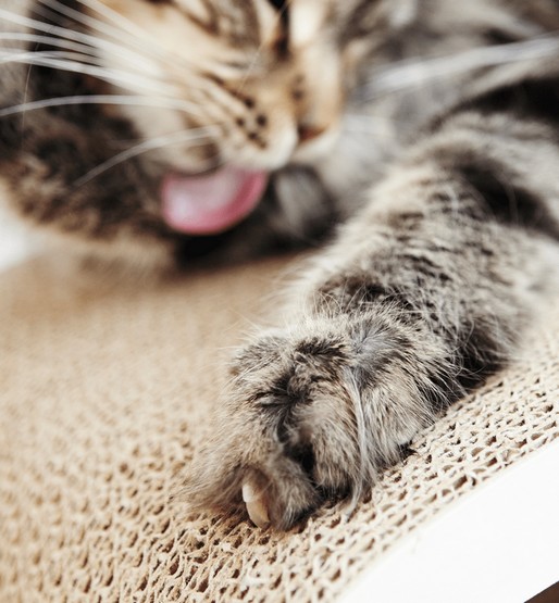 MyKotty Drapak Lui biały - obrazek 7