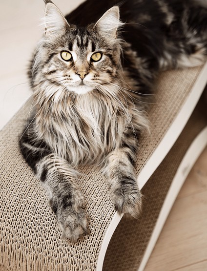 MyKotty Drapak Lui biały - obrazek 9