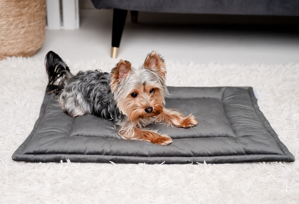 MIMIKO Pets Mata Velvet 70x50cm grafit - obrazek 2