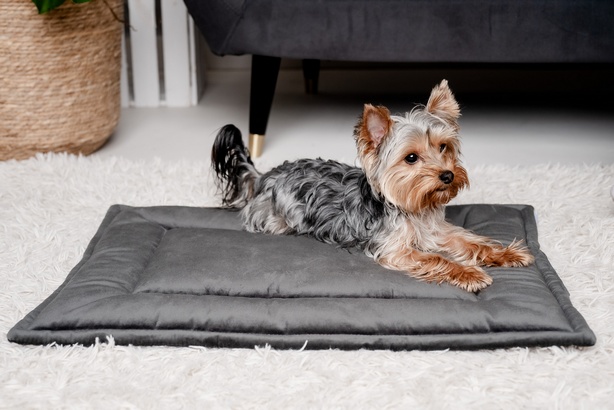 MIMIKO Pets Mata Velvet 70x50cm grafit - obrazek 3