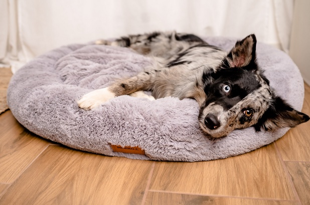 MIMIKO Pets Legowisko Shaggy okrągłe XXL 100cm szare - obrazek 3