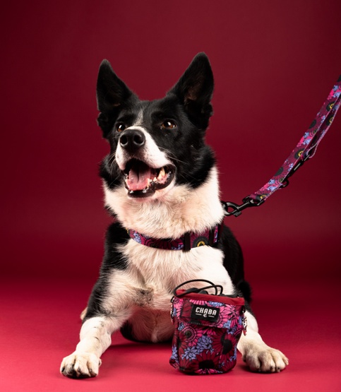 CHABA Obroża regulowana Story III S Lakota - obrazek 4