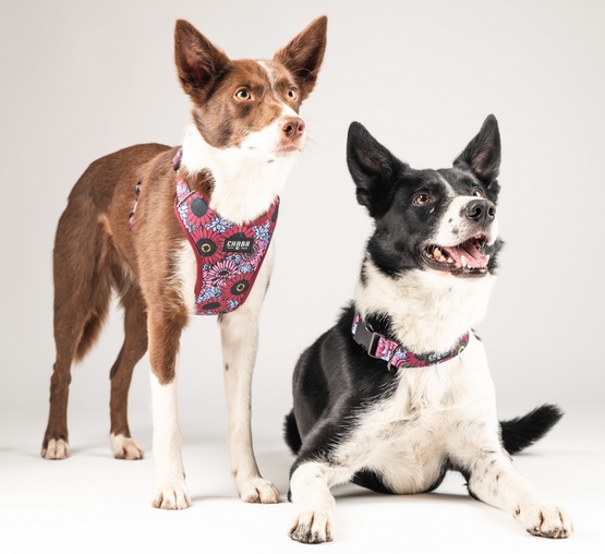 CHABA Obroża regulowana Story III S Lakota - obrazek 6