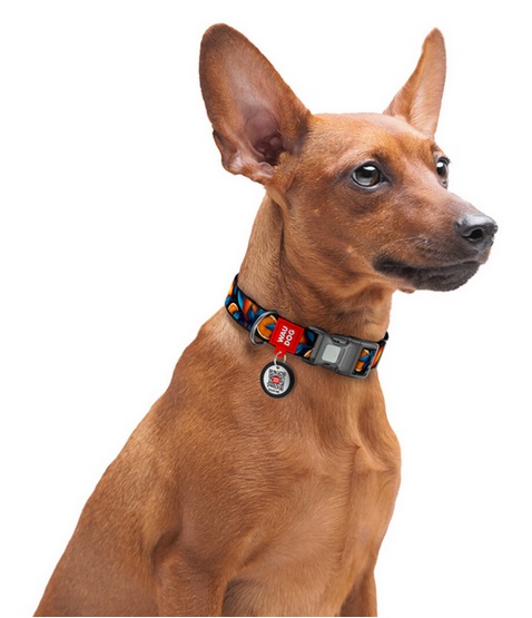 Collar WauDog Nylon Obroża nylonowa z QR-paszportem, plastikowy fastex, wzór POMARAŃCZE, 20mm/28-40cm - obrazek 4