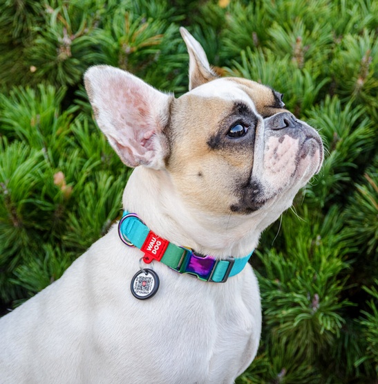 Collar WauDog Recycled Obroża nylonowa z QR-paszportem, gradient S 15mm x 25-35cm niebieski - obrazek 3