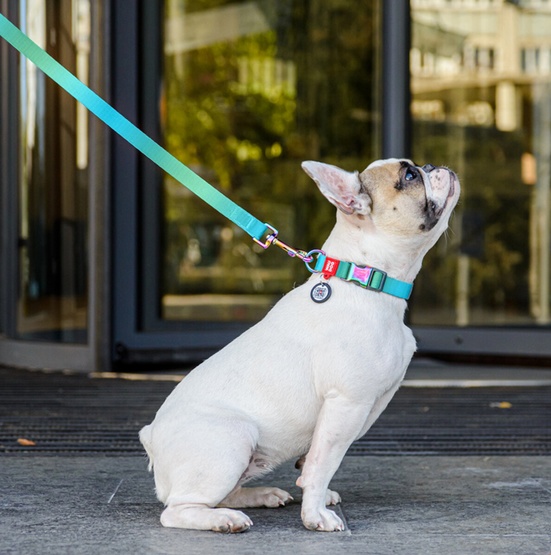 Collar WauDog Recycled Obroża nylonowa z QR-paszportem, gradient S 15mm x 25-35cm niebieski - obrazek 4