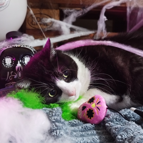 Dingo Zabawka dla kota - Wędka Upiorek - obrazek 3