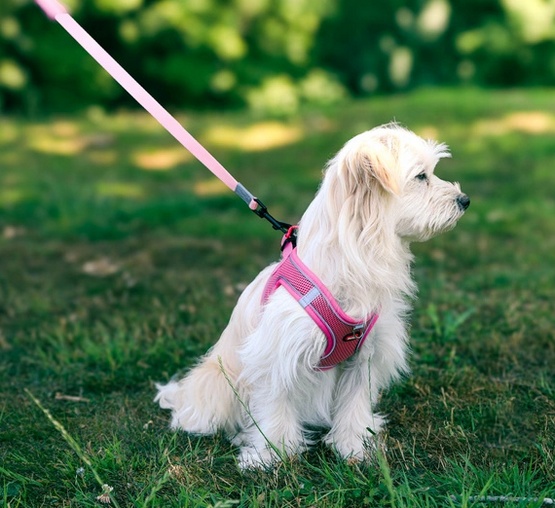 Zolux Szelki oddychające z siatki XS różowe - obrazek 2