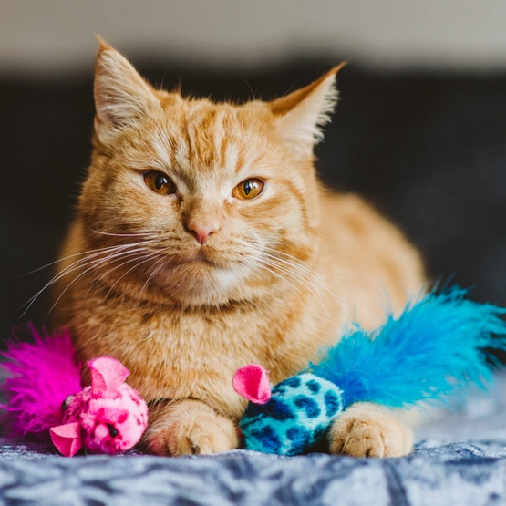 Dingo Zabawka dla kota - Kolorowe myszki 2szt różowa i niebieska - obrazek 2