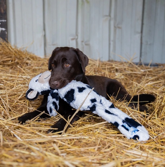 Zolux Zabawka pluszowa Furry Farm Krowa Isache 60cm - obrazek 3
