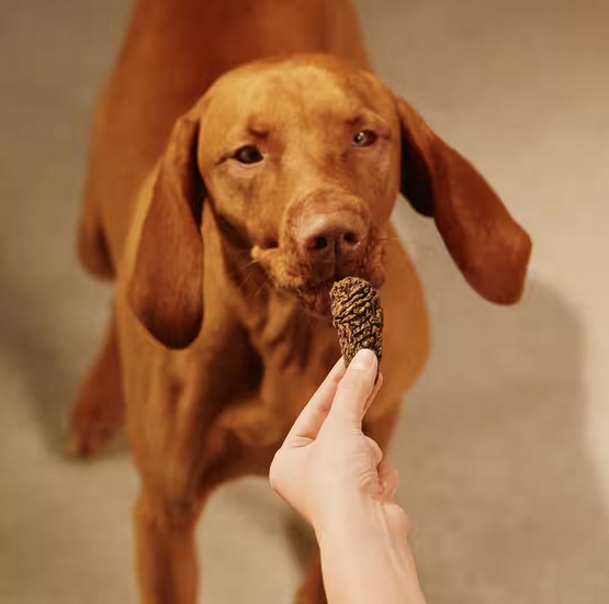 Carnilove Dog Jerky Lamb & Salmon - jagnięcina i łosoś 100g - obrazek 5